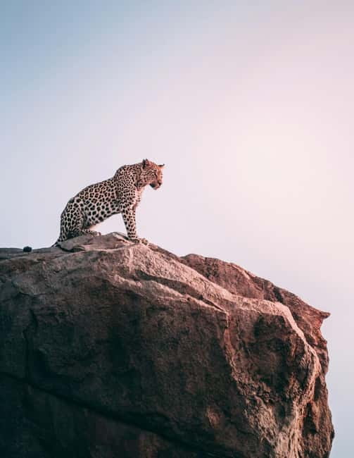 Jaipur: Jhalana Amagarh Leopard Reserve 4×4 Jeep Safari - From your Jaipur pickup to the safari gate