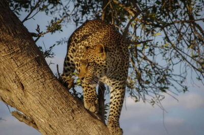 Jhalana Amagarh Leopard Reserve 4×4 Jeep Safari