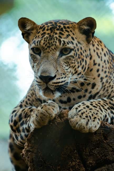 Jaipur: Jhalana Amagarh Leopard Reserve 4×4 Jeep Safari - Picking a morning or afternoon safari
