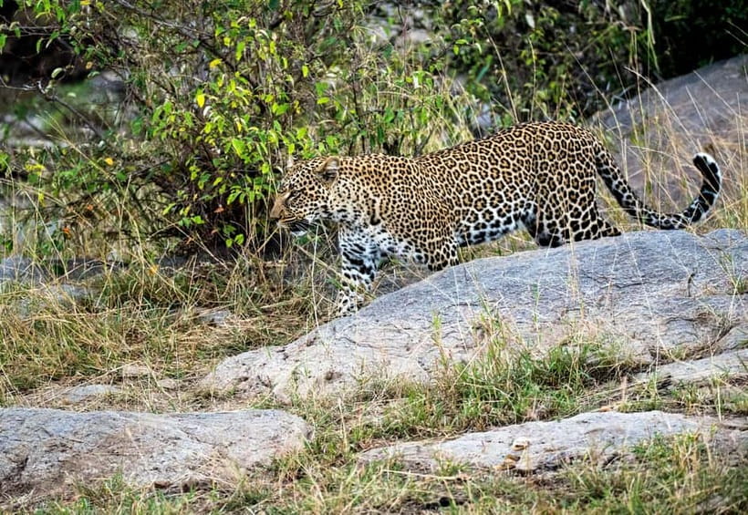 Jaipur: Jhalana Amagarh Leopard Reserve 4×4 Jeep Safari - The jeep, group space and guide language