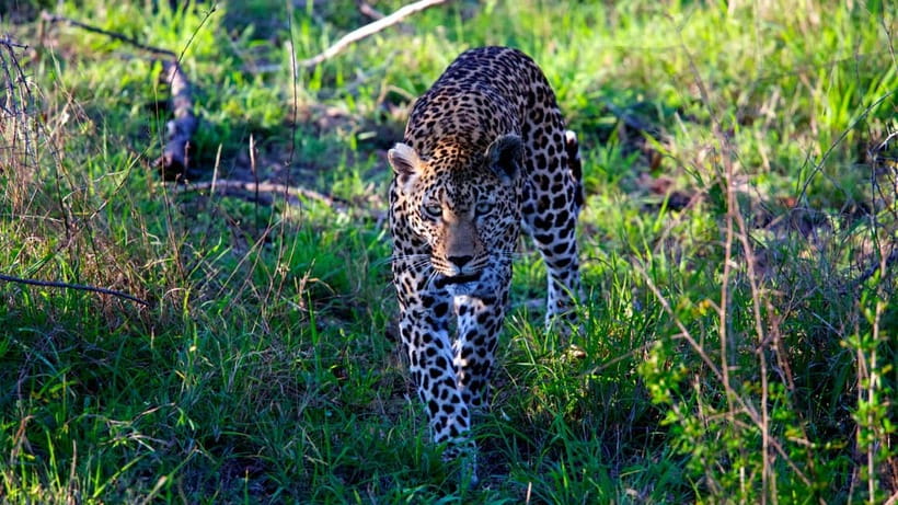 Jaipur: Jhalana Amagarh Leopard Safari Park Guided Tour - The two-hour search, and why it can feel repetitive