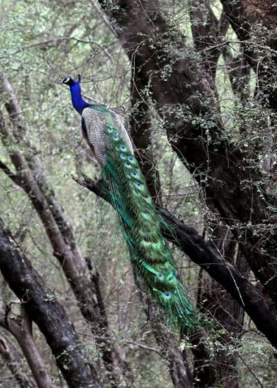 Jhalana Amagarh Leopard Safari Park Guided Tour