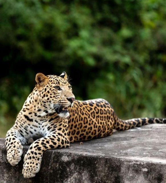 Jaipur: Jhalana/Amagarh leopard safari private tour - A leopard search just outside Jaipur