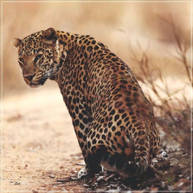 Jaipur: Jhalana/Amagarh leopard safari private tour - Jaipur pickup and the ride to the reserve