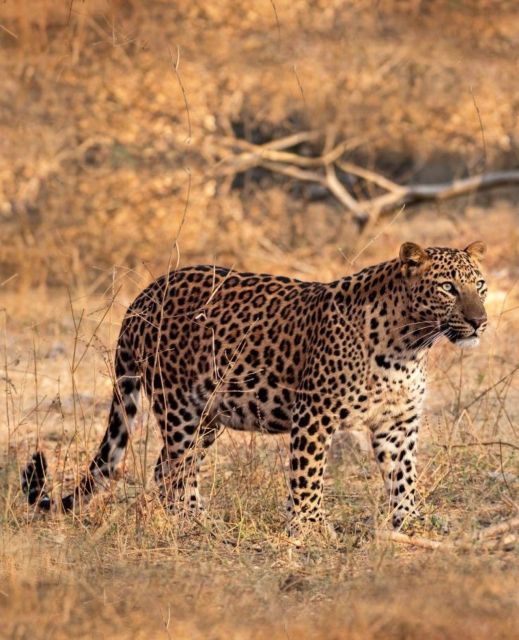 Jaipur: Jhalana/Amagarh leopard safari private tour - What the 2.5-hour jeep safari is like