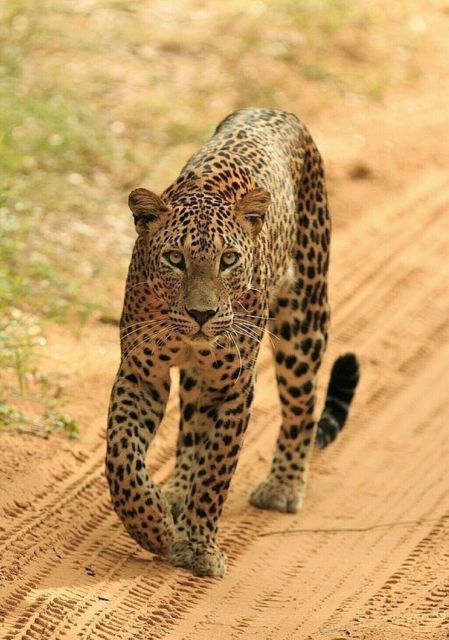 Jaipur: Jhalana/Amagarh leopard safari private tour - How much is the $84 price worth?