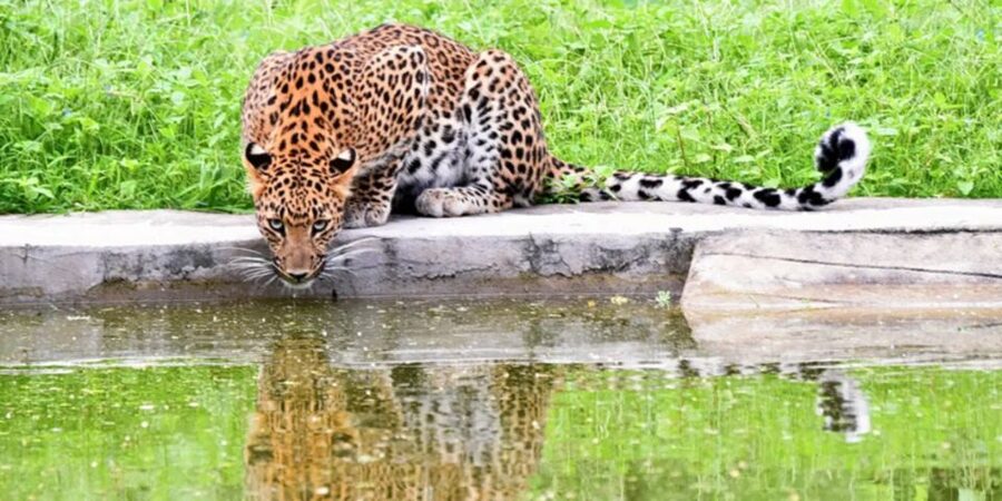 Jaipur: Jhalana/Amargarh Leopard Safari Private Tour - At a glance