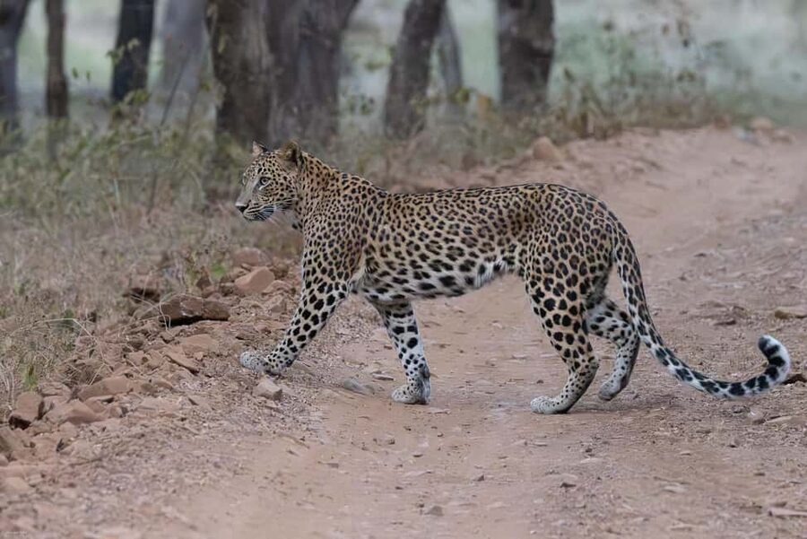 Jaipur: Jhalana/Amargarh Leopard Safari Private Tour - Jaipur pickup makes the outing easier