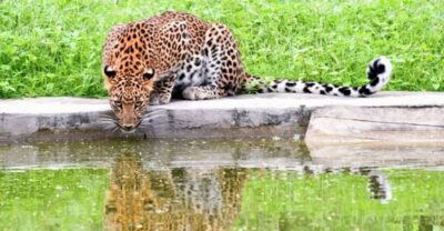 Jhalana/Amargarh Leopard Safari Private Tour