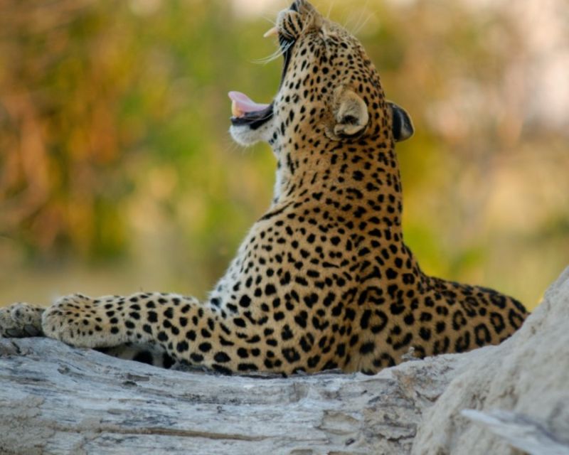 Jaipur: Jhalana/Amargarh Leopard Safari Private Tour - Five hours, with food on your own