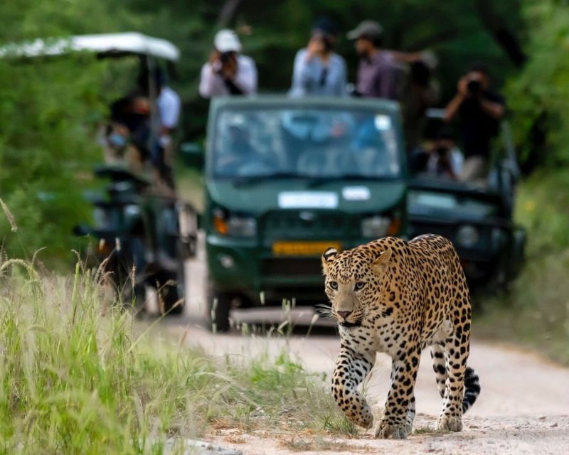 Jaipur: Jhalana/Amargarh Leopard Safari Private Tour - FAQ