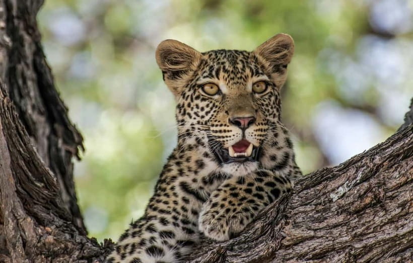 Jaipur: Jhalana leopard safari private tour - Searching for leopards in a real habitat