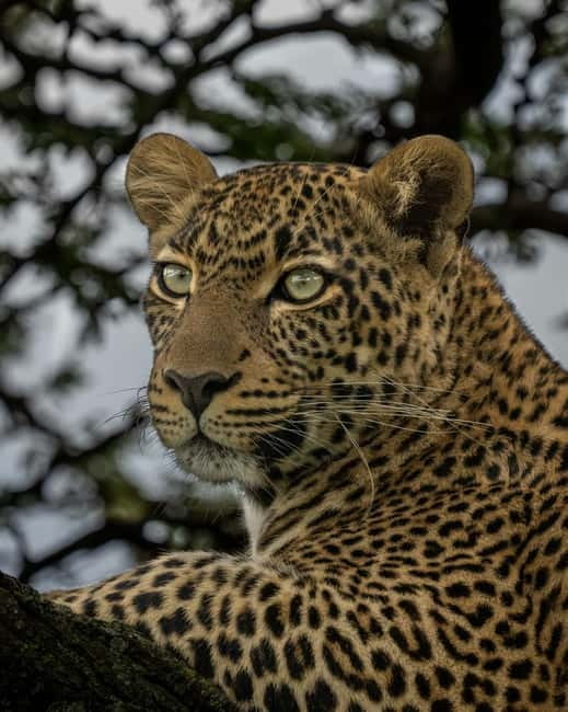 Jaipur: Jhalana leopard safari private tour - Is $60 per person good value?