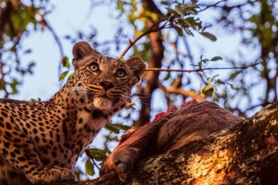 Jhalana leopard safari private tour