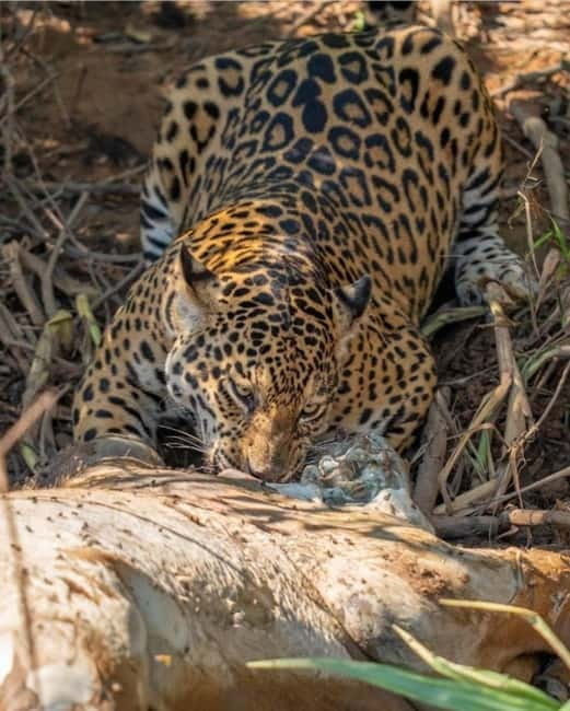 Jaipur: Jhalana leopard safari private tour - A few practical checks before you book