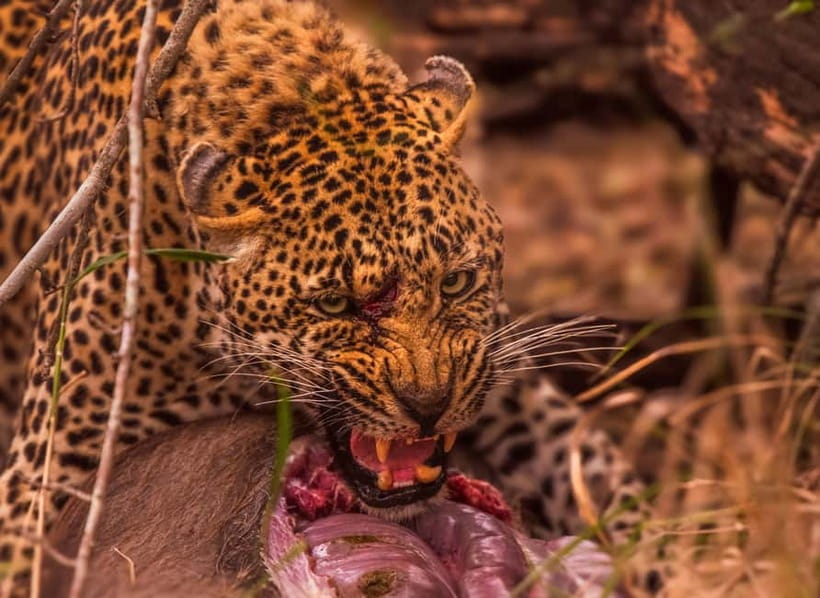 Jaipur: Jhalana leopard safari private tour - Who will enjoy this safari most?