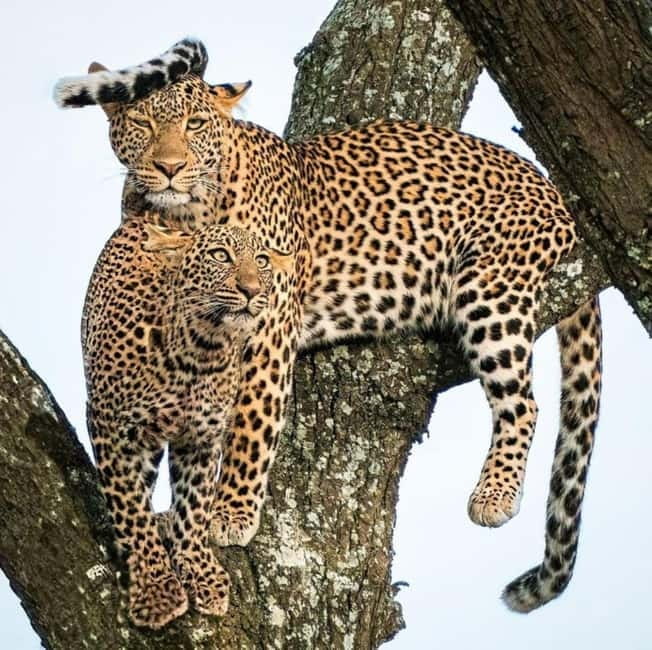 Jaipur: Jhalana leopard safari private tour - FAQ