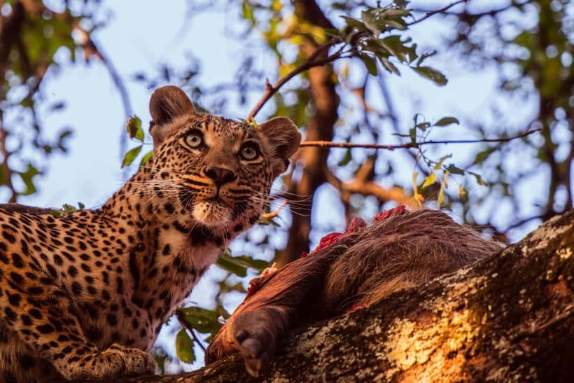 Jaipur: Jhalana leopard safari private tour - What the 4x4 ride adds