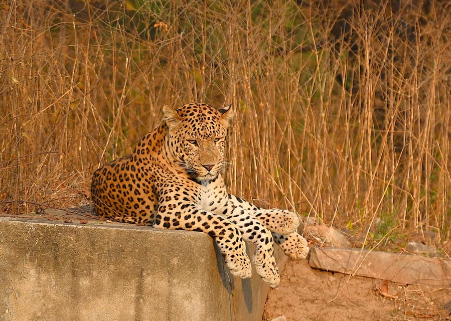 Jaipur: Jhalana Leopard Safari Tour - What the 2.5-hour safari is like