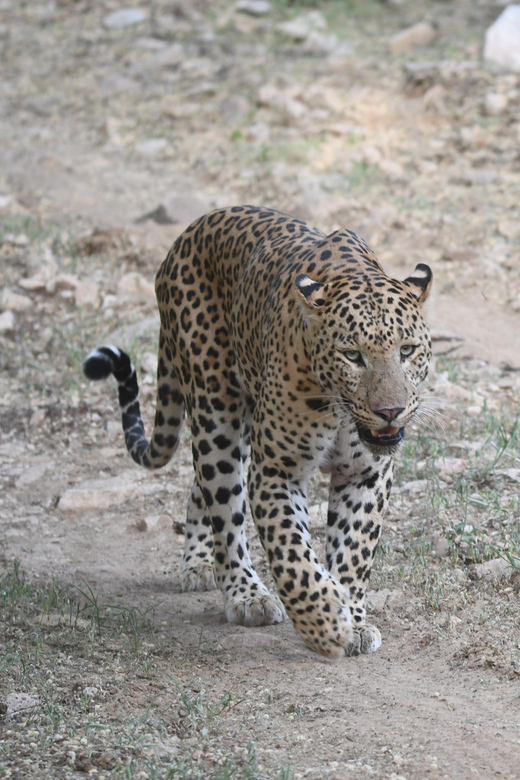 Jaipur: Jhalana Leopard Safari Tour - Meeting point, packing, and ground rules