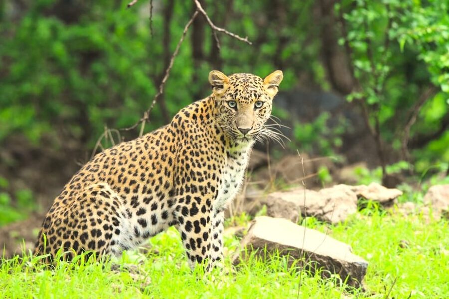 Jaipur: Jhalana Leopard Safari Tour - Who should book this safari?