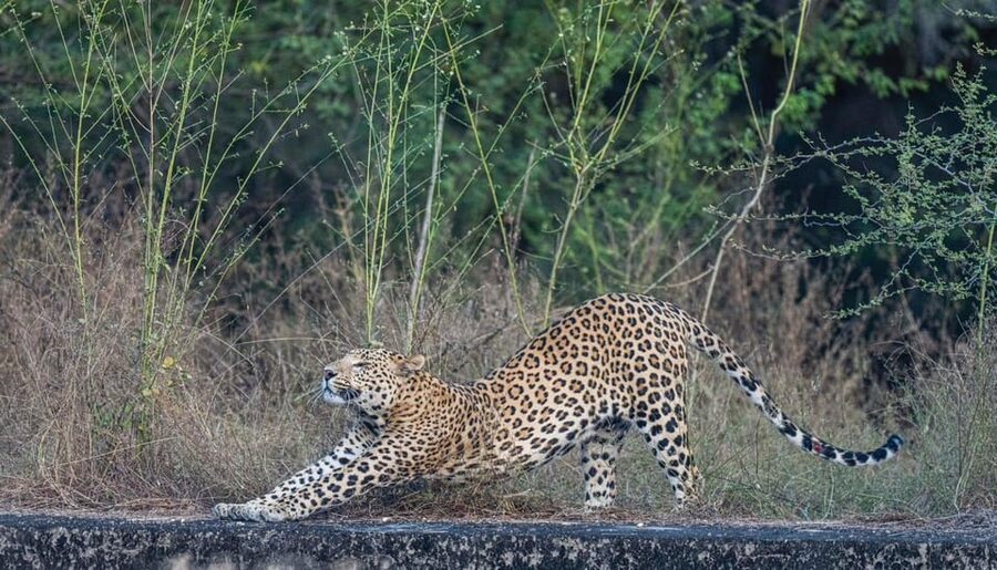 Jaipur: Leopards Safari Tour at Jhalana l Spot Wild Animals - From your Jaipur hotel to the park