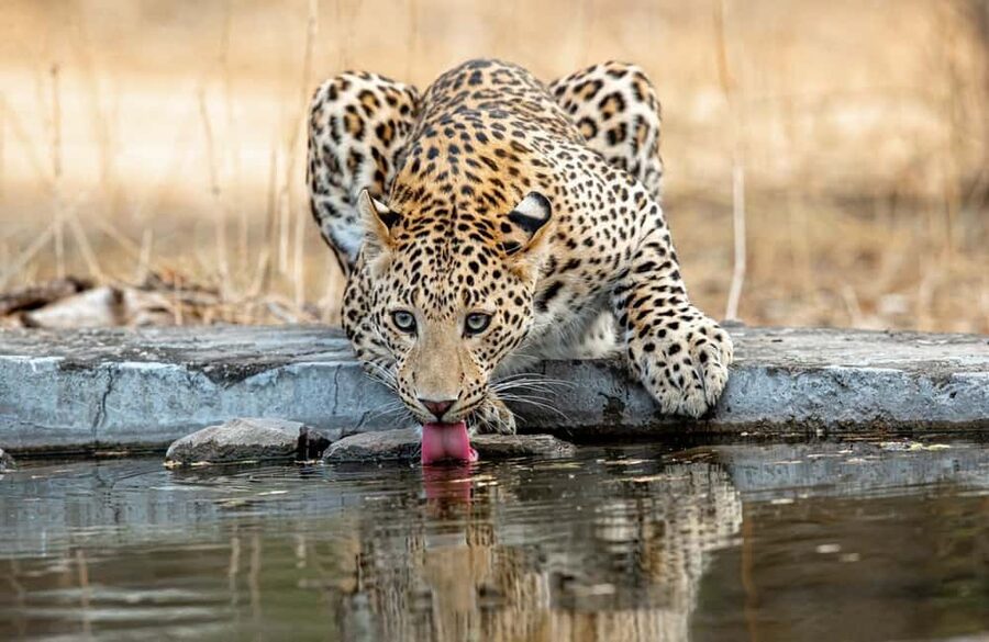 Jaipur: Leopards Safari Tour at Jhalana l Spot Wild Animals - What the naturalist adds
