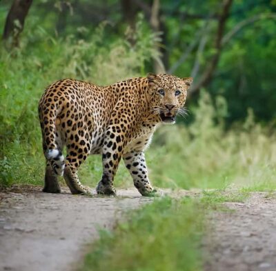 Leopards Safari Tour at Jhalana l Spot Wild Animals