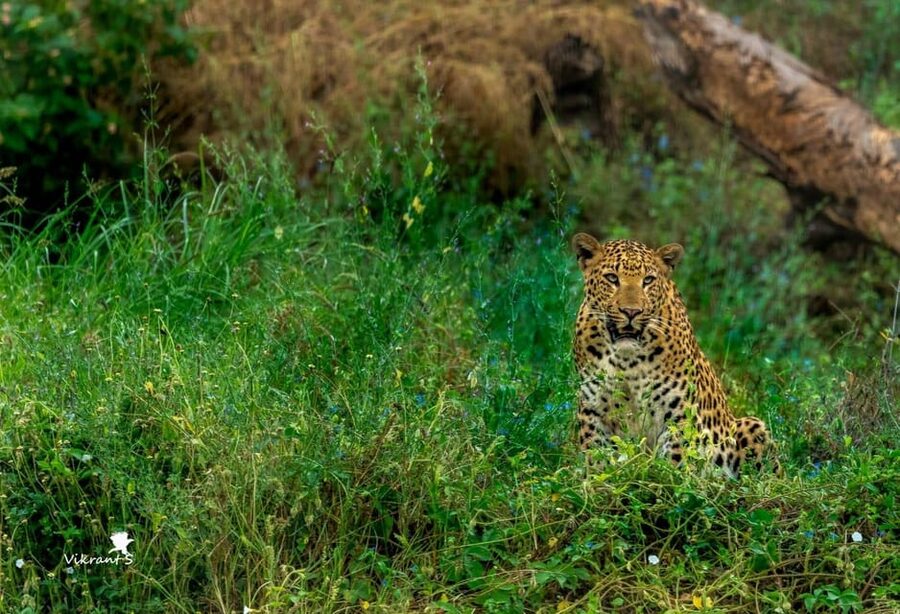Jaipur: Leopards Safari Tour at Jhalana l Spot Wild Animals - The hunting lodge viewpoint