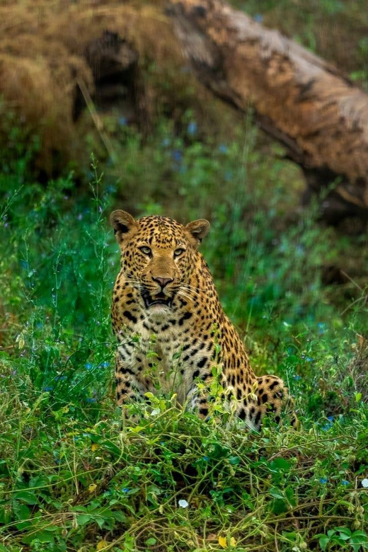 Jaipur: Leopards Safari Tour at Jhalana l Spot Wild Animals - Is $109 a fair price?