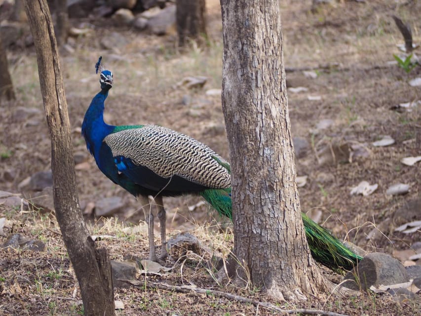 Jaipur: Leopards Safari Tour at Jhalana l Spot Wild Animals - Who will get the most from this safari?