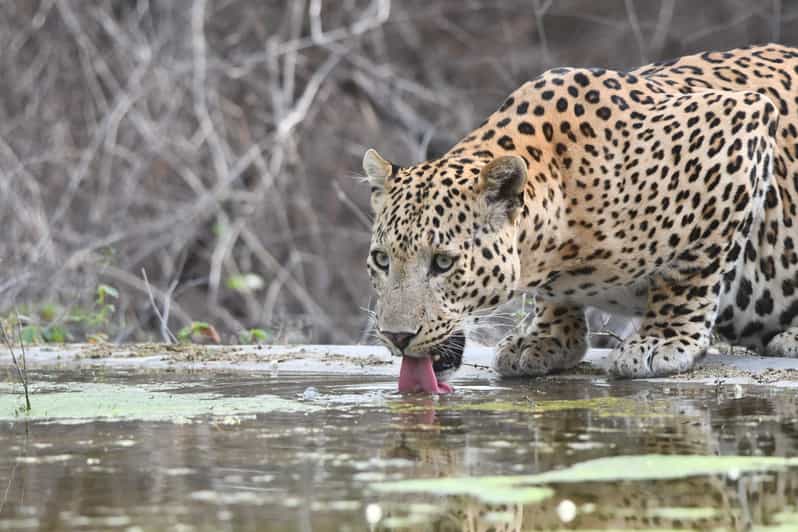 Jaipur: Private Jhalana Leopard Safari Tour - A leopard reserve on Jaipur’s edge