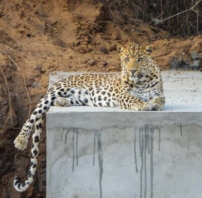 Private Jhalana Leopard Safari Tour