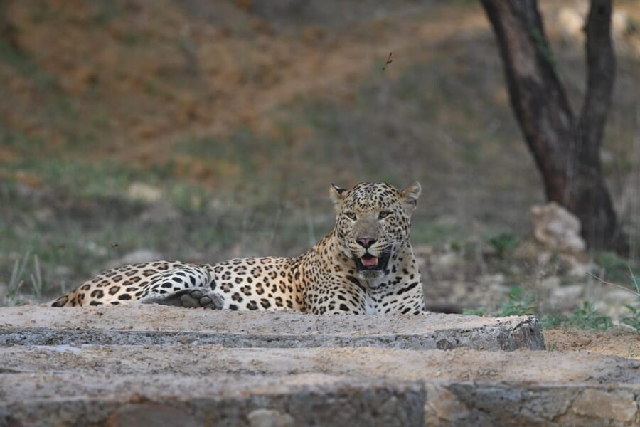 Jaipur: Private Jhalana Leopard Safari Tour - Is $206 fair for a private safari?