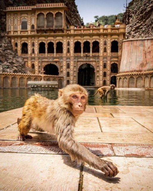 Jaipur sightseeing tour with monkey temple (Galta ji temple) - Hathi Gaon and Jal Mahal