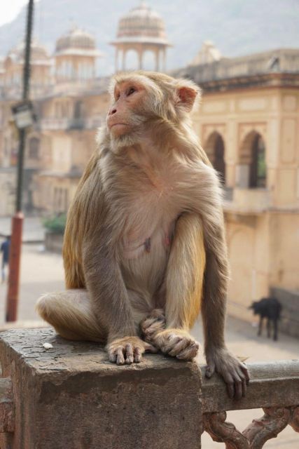 Jaipur sightseeing tour with monkey temple (Galta ji temple) - Guides, pace and what the praise points to