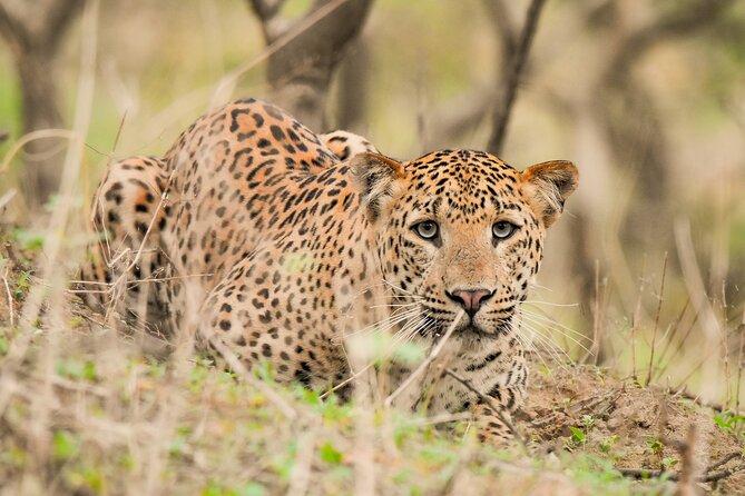 Jhalana Panther Safari Park Tour in Jaipur - What to know before you book