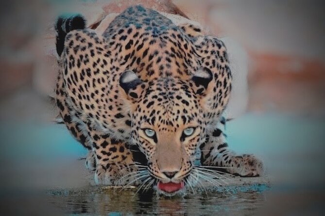 Jhalana Panther Safari Park Tour in Jaipur - A wild reserve on Jaipur’s doorstep