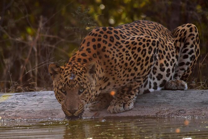 Jhalana Panther Safari Park Tour in Jaipur - Following the tracks in search of leopards