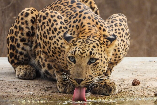 Jhalana Panther Safari Park Tour in Jaipur - FAQ