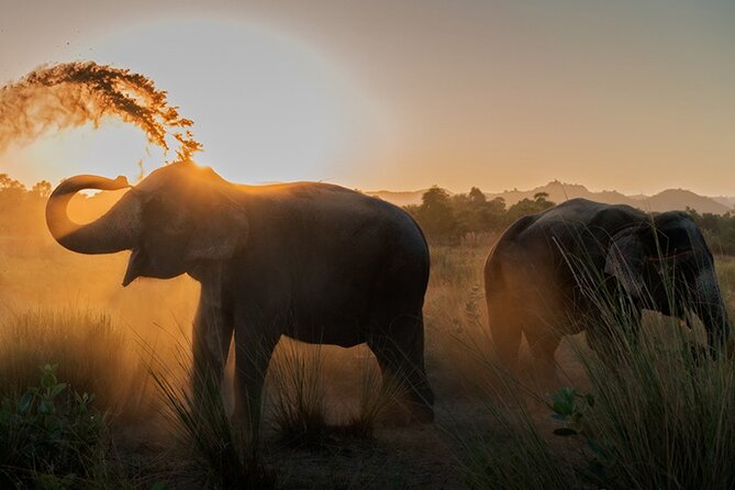 Private Elephant Sanctuary - Key points before you book