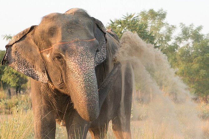 Private Elephant Sanctuary - Getting close to elephants at Elefantastic