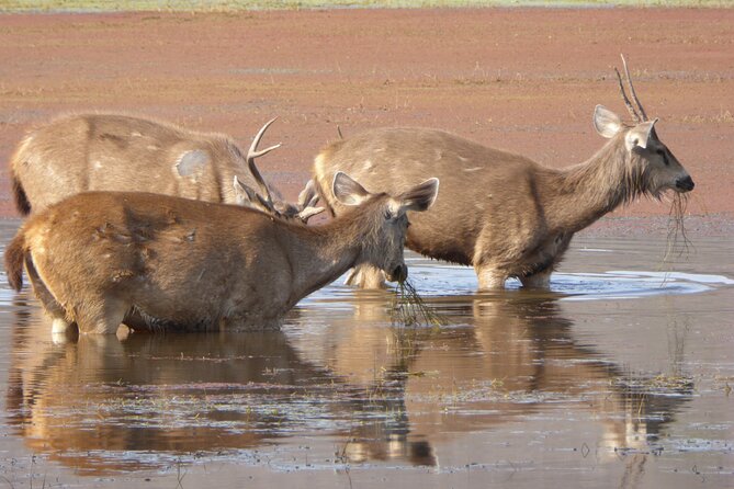 Ranthambore National Park - Timing, weather and booking cautions