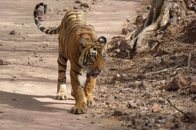 Ranthambore National Park - Who should book this safari?