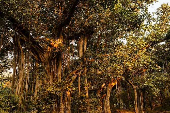 Ranthambore National Park - FAQ