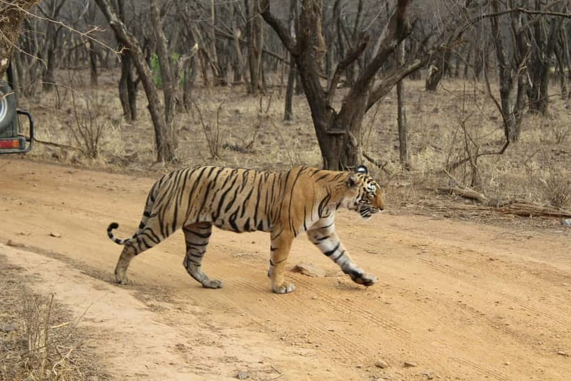 Ranthambore National Park: Safari Ticket with Pickup Option - Ranthambore safari: the useful details