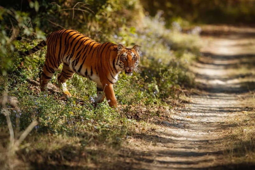 Ranthambore National Park: Safari Ticket with Pickup Option - Four hours in the park, not four hours of guaranteed sightings
