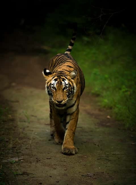 Ranthambore National Park: Safari Ticket with Pickup Option - Pickup, park entry, and the assigned zone