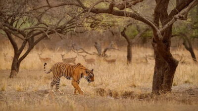 Ranthambore National Park: Safari Ticket with Pickup Option