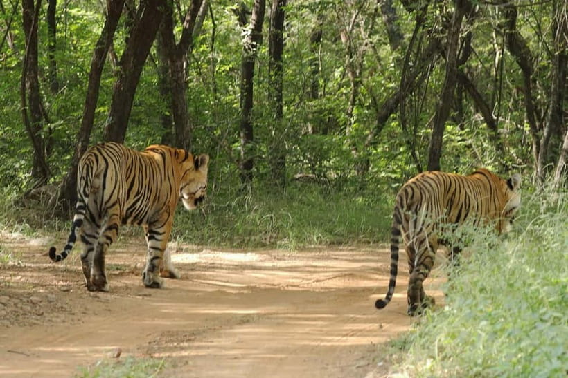 Ranthambore National Park: Safari Ticket with Pickup Option - What you might see beyond tigers